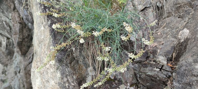 Reseda glauca, photographed by Santiago Martín-Bravo