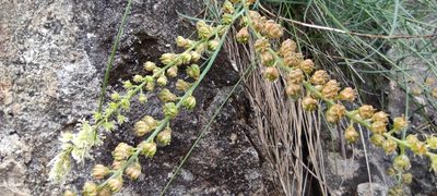 Reseda glauca, photographed by Santiago Martín-Bravo