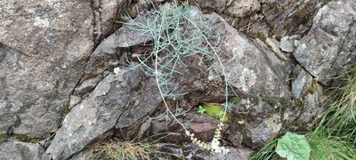 Reseda glauca, photographed by Santiago Martín-Bravo