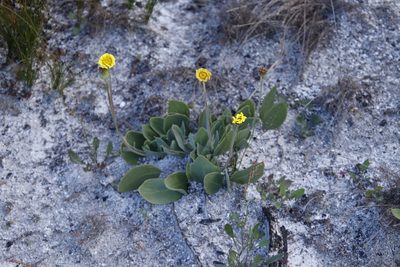 Othonna bulbosa, photographed by Tony Rebelo