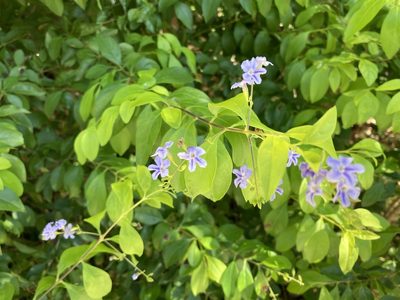 Duranta erecta, photographed by Laurie Brooks