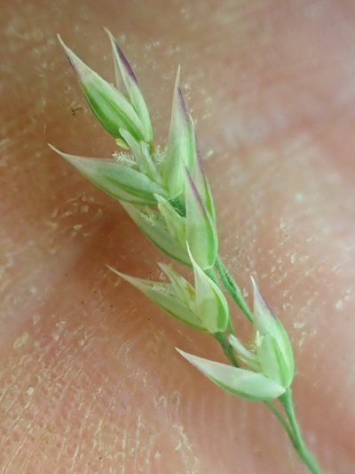 Vahlodea atropurpurea, photographed by Trevor Van Loon