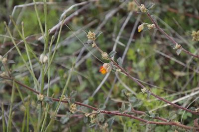 Hermannia multiflora, photographed by Tony Rebelo