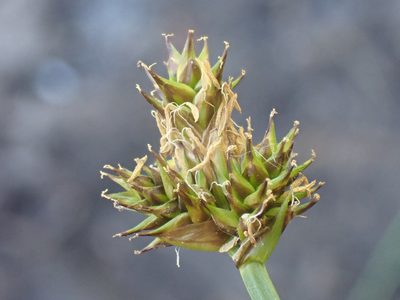 Carex illota, photographed by Trevor Van Loon