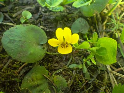 Viola orbiculata, photographed by Trevor Van Loon