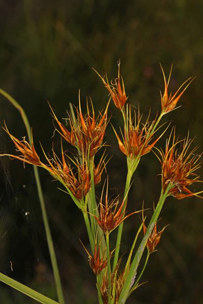 Rhynchospora macrostachya, photographed by Judy Gallagher
