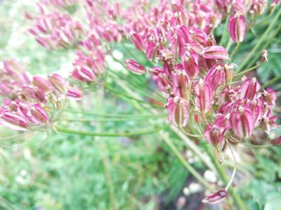Laserpitium latifolium, photographed by Ben Costamagna