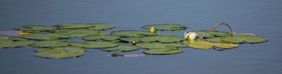 Nymphaea candida, photographed by Алексей Логинов