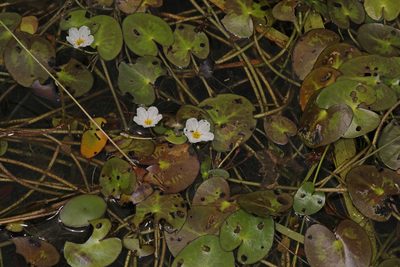 Nymphoides cordata, photographed by Judy Gallagher