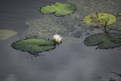 Nymphaea candida, photographed by Алексей Логинов