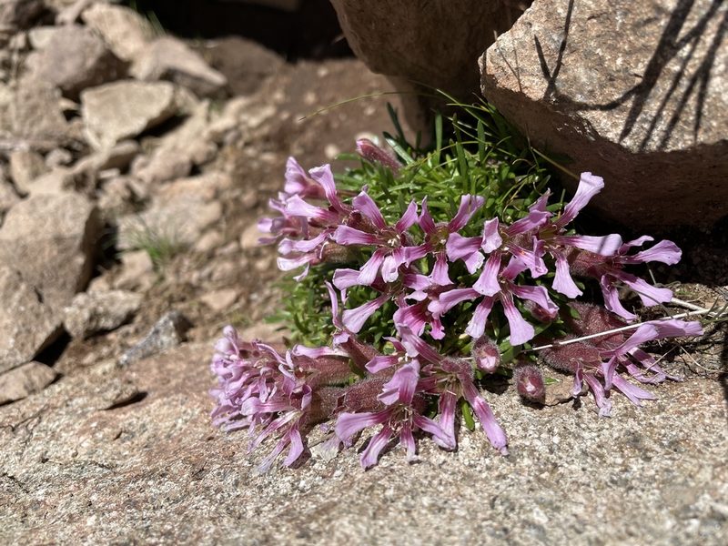 Saponaria pumila, photographed by Dario Taraborelli