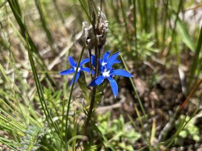 Gentiana nivalis, photographed by Dario Taraborelli