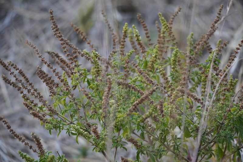 Ocimum americanum, photographed by Matthew Fainman