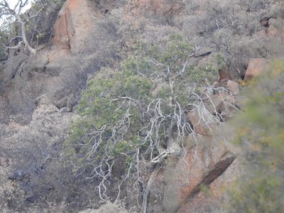Ficus abutilifolia, photographed by Matthew Fainman