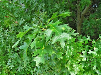Quercus shumardii, photographed by Annika Lindqvist