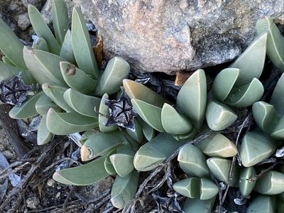 Acrodon bellidiflorus, photographed by Christina