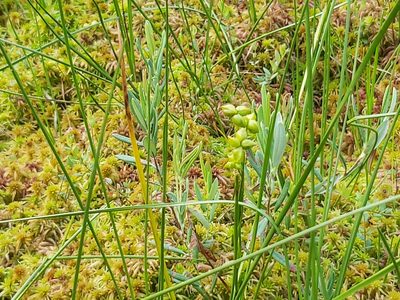 Scheuchzeria palustris, photographed by Tomas Pocius