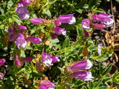 Penstemon newberryi, photographed by Lew Jones