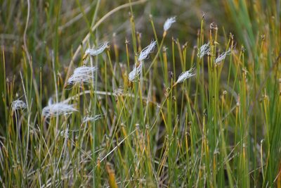 Trichophorum alpinum, photographed by Syd Cannings