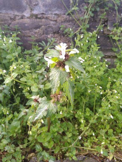 Lamium bifidum, photographed by George Papademetriou