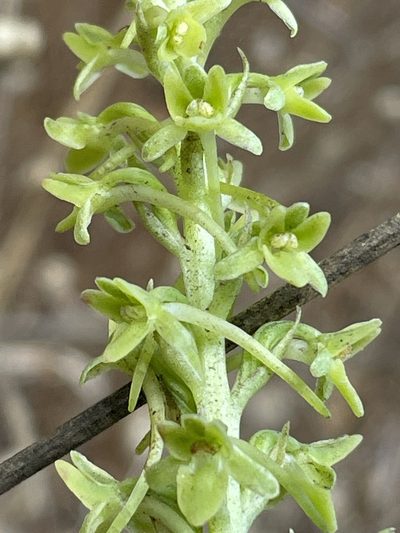 Platanthera michaelii, photographed by Irene