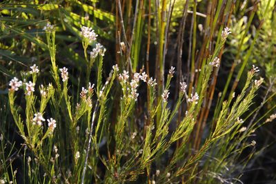Spatalla racemosa, photographed by Tony Rebelo
