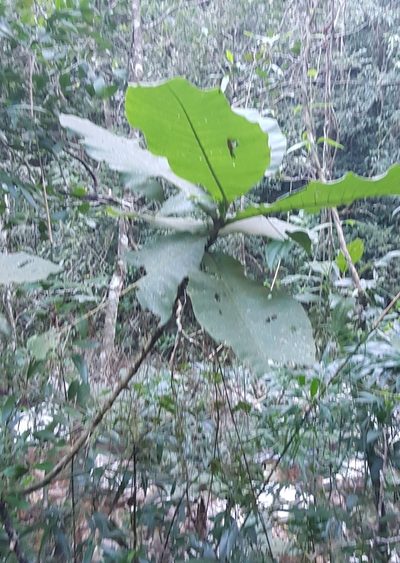 Bathysa australis, photographed by LPB
