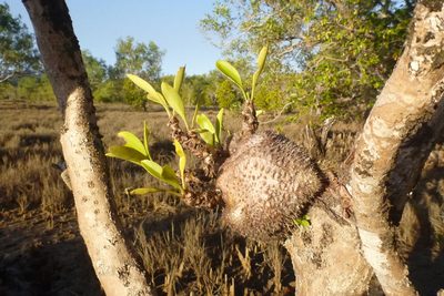 Myrmecodia beccarii, photographed by coenobita