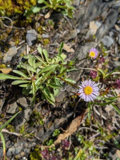 Erigeron acer, photographed by Denis Bastianelli