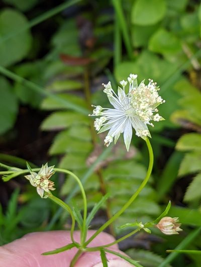 Astrantia minor, photographed by Denis Bastianelli