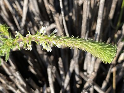 Dischisma ciliatum, photographed by Christina