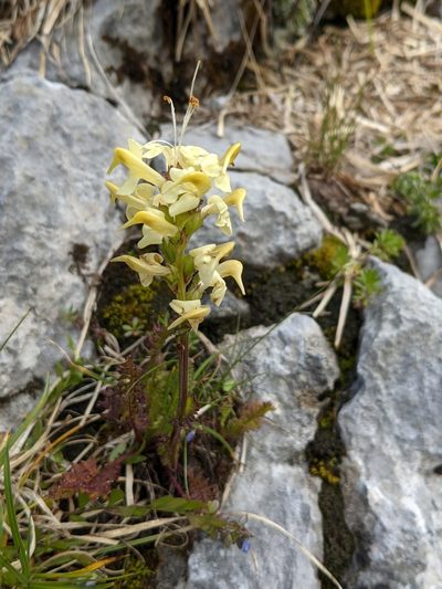 Pedicularis ascendens, photographed by Denis Bastianelli