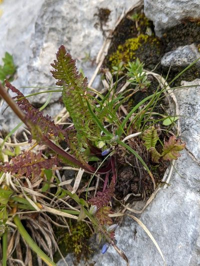 Pedicularis ascendens, photographed by Denis Bastianelli
