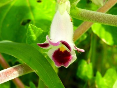 Martynia annua, photographed by Francisco Farriols Sarabia