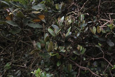 Miconia squamulosa, photographed by Andrés Ramírez-Barrera