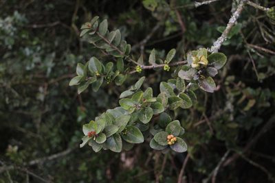 Xylosma spiculifera, photographed by Andrés Ramírez-Barrera
