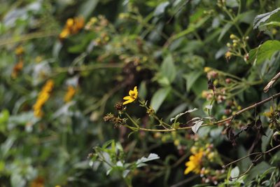 Bidens rubifolia, photographed by Andrés Ramírez-Barrera