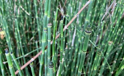 Equisetum laevigatum, photographed by Susan Berry