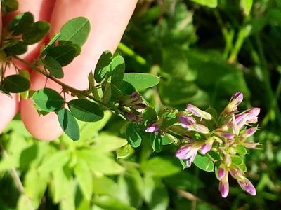 Lespedeza violacea, photographed by Matt Schultz