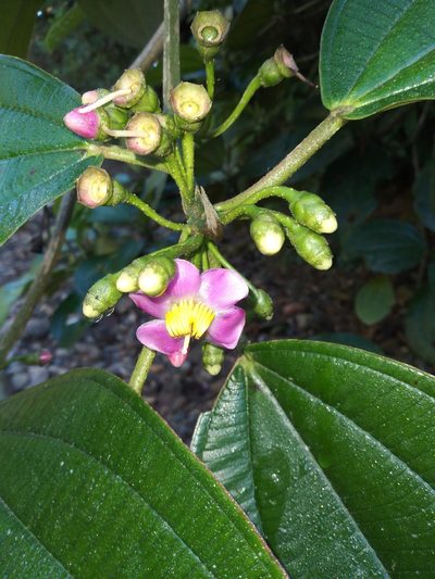 Blakea multiflora, photographed by Alfredo F. Fuentes Claros