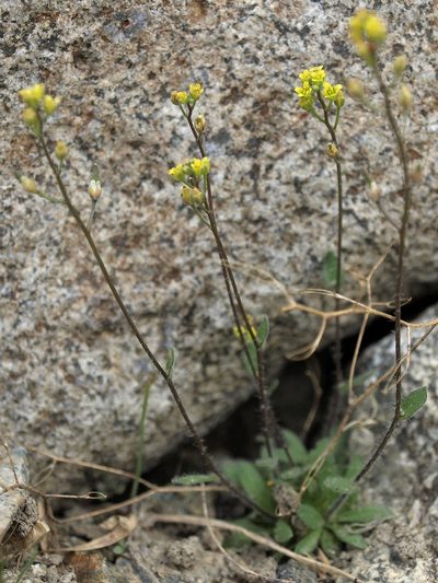 Draba albertina, photographed by Jim Morefield