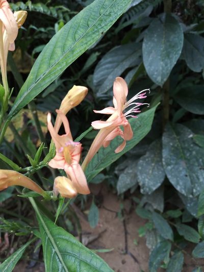 Ruellia haenkeana, photographed by Alfredo F. Fuentes Claros