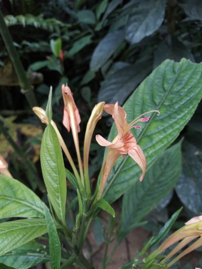 Ruellia haenkeana, photographed by Alfredo F. Fuentes Claros