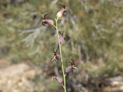 Streptanthus cordatus, photographed by Jim Morefield