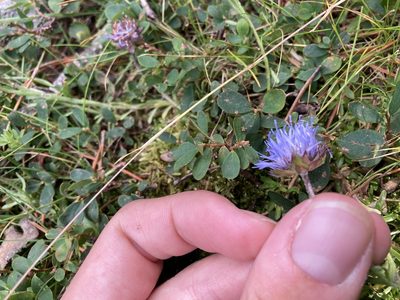 Jasione crispa, photographed by Marc Riera