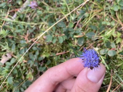 Jasione crispa, photographed by Marc Riera
