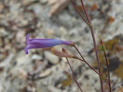 Penstemon scapoides, photographed by Jim Morefield