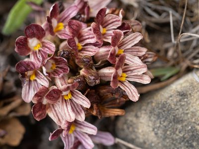Orobanche californica, photographed by Karen and Mike