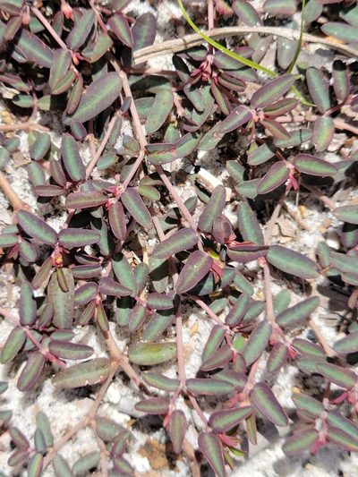 Euphorbia cumulicola, photographed by Jay Horn