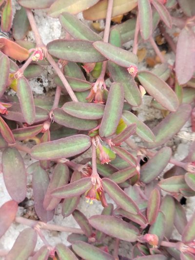 Euphorbia cumulicola, photographed by Jay Horn